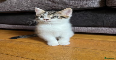 Mixed Breed cats - Advert 1