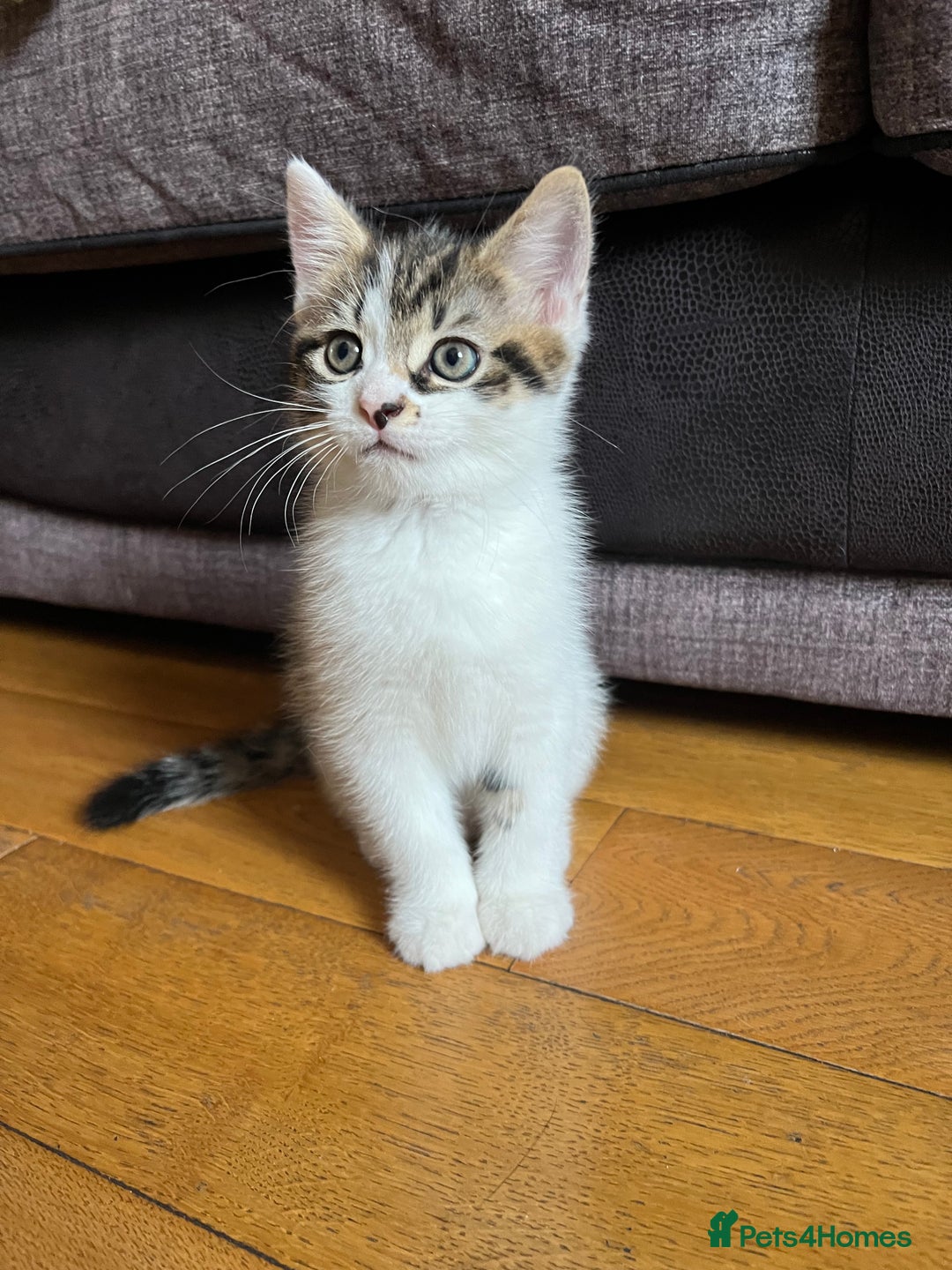 Mixed Breed cats for sale: 2 male kittens for sale  - Image 3