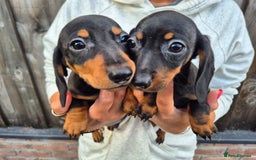 Miniature Dachshund dogs for sale: Miniature smooth dachshund puppies  - Image 14