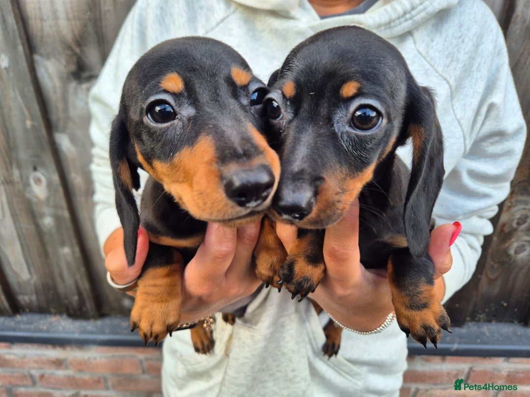 Miniature Dachshund dogs for sale: Miniature smooth dachshund puppies  - Image 14