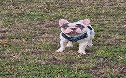 French Bulldog dogs for sale: Sad sale - Advert 4