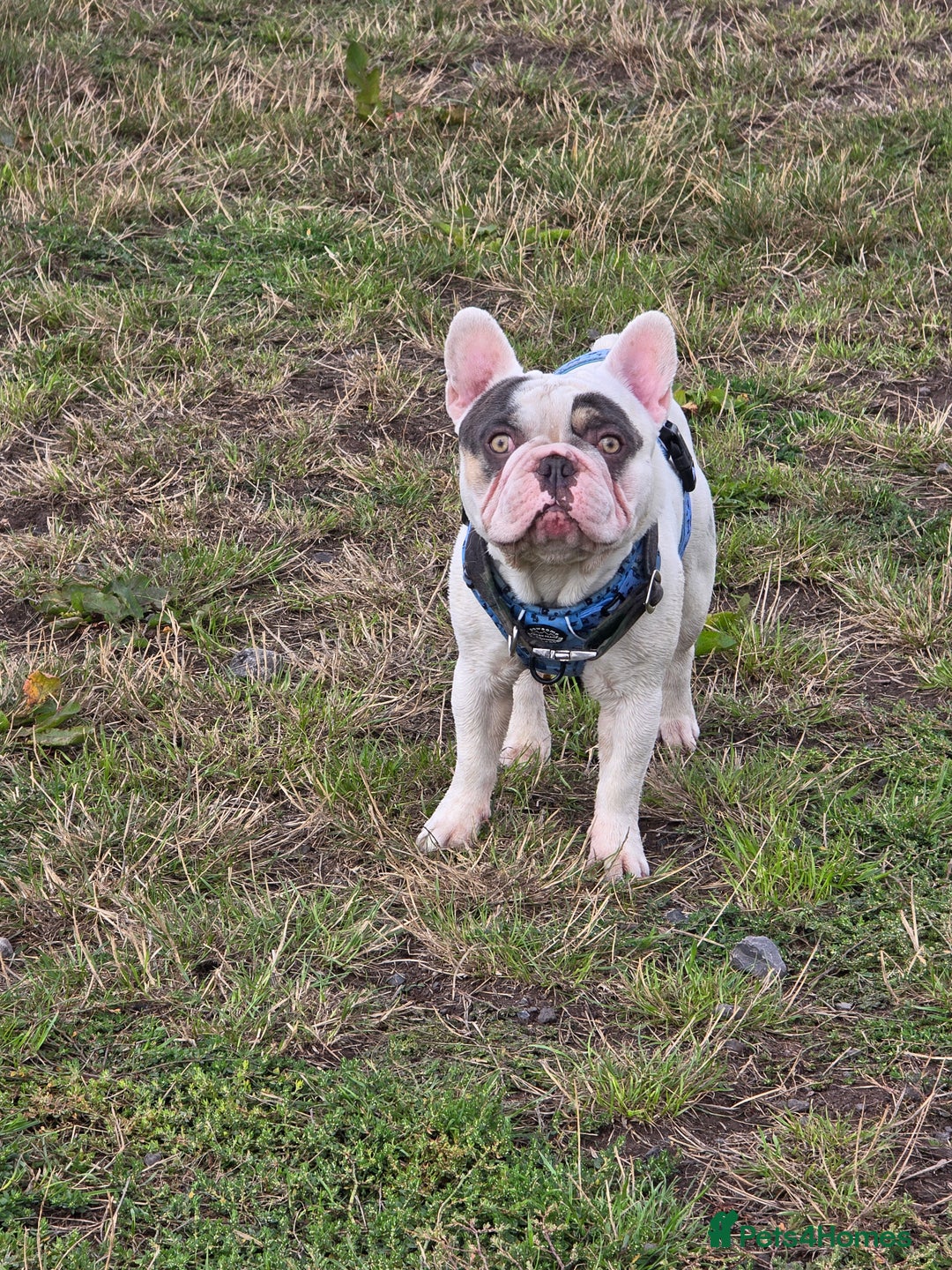 French Bulldog dogs for sale: Sad sale - Advert 4