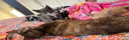 Maine Coon cats for sale: Gorgeous XL Russian Maine Coon X GCCF BSH kittens - Advert 2