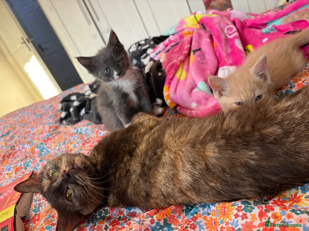 Maine Coon cats for sale: Gorgeous XL Russian Maine Coon X GCCF BSH kittens - Advert 2