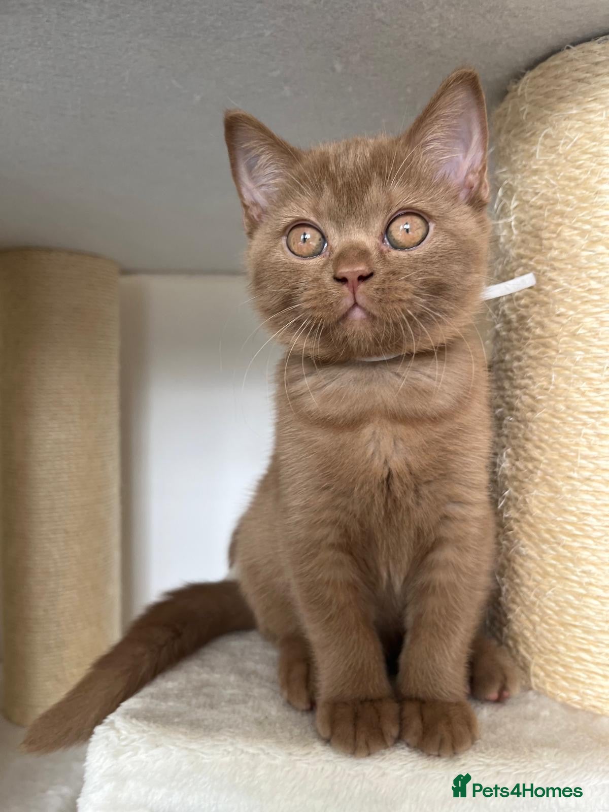 British Shorthair cats 5 Adorable Cinnamon British Shorthair Kittens - Advert 2
