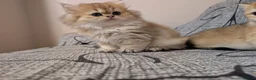 British Shorthair cats for sale: Kitten  - Advert 2