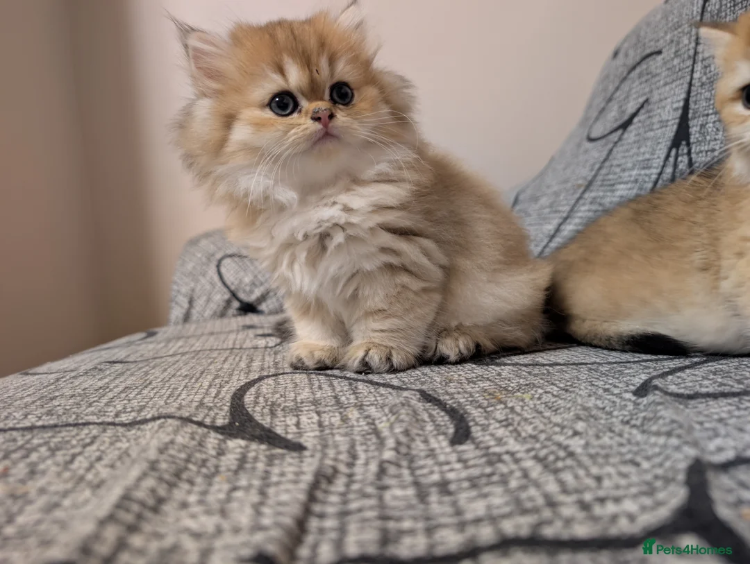 British Shorthair cats for sale: Kitten  - Advert 2
