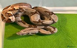 Boa Snake reptiles for sale: 2025 Boa Constrictor Babies in Letchworth Garden City - Image 13