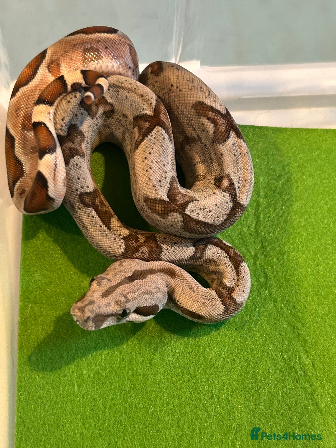 Boa Snake reptiles for sale: 2025 Boa Constrictor Babies in Letchworth Garden City - Image 13