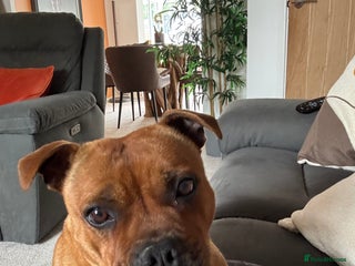 Staffordshire Bull Terrier dogs - Advert 1