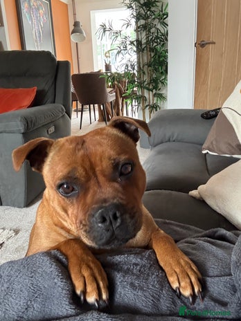 Staffordshire Bull Terrier dogs - Advert 4