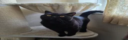 British Shorthair cats for sale: British shorthair kittens  - Advert 9