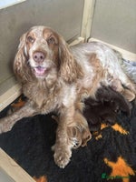 Cocker Spaniel dogs - Advert 2