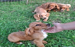 Cocker Spaniel dogs for sale: Working type cocker spaniel boys - Image 8
