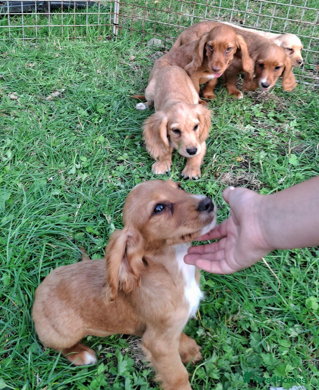 Cocker Spaniel dogs for sale: Working type cocker spaniel boys - Image 8