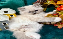 Ragdoll cats for sale: WORLD BEATIFUL RAGDOLL KITTEN/FIFe - Image 4