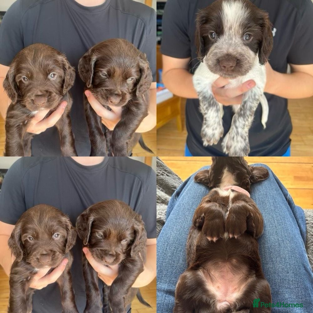 Sprocker dogs Gorgeous Sprocker Puppies - Advert 2