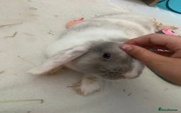 Mini Lop rabbits for sale: Female mini lop  - Image 6