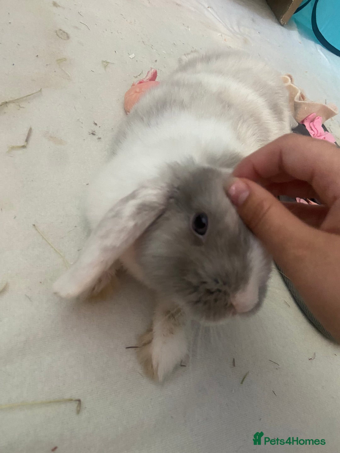 Mini Lop rabbits for sale: Female mini lop  - Image 6