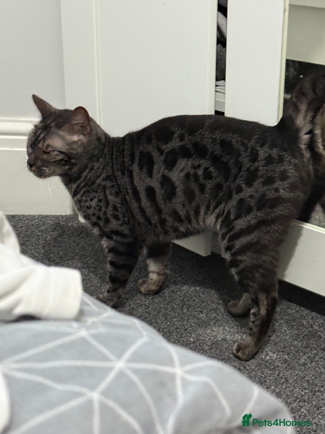 Bengal cats for sale: Bengal female Nuka  - Advert 3