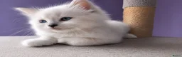 Ragdoll cats for sale: Registered ragdoll kittens by grand champion in Scunthorpe - Advert 5