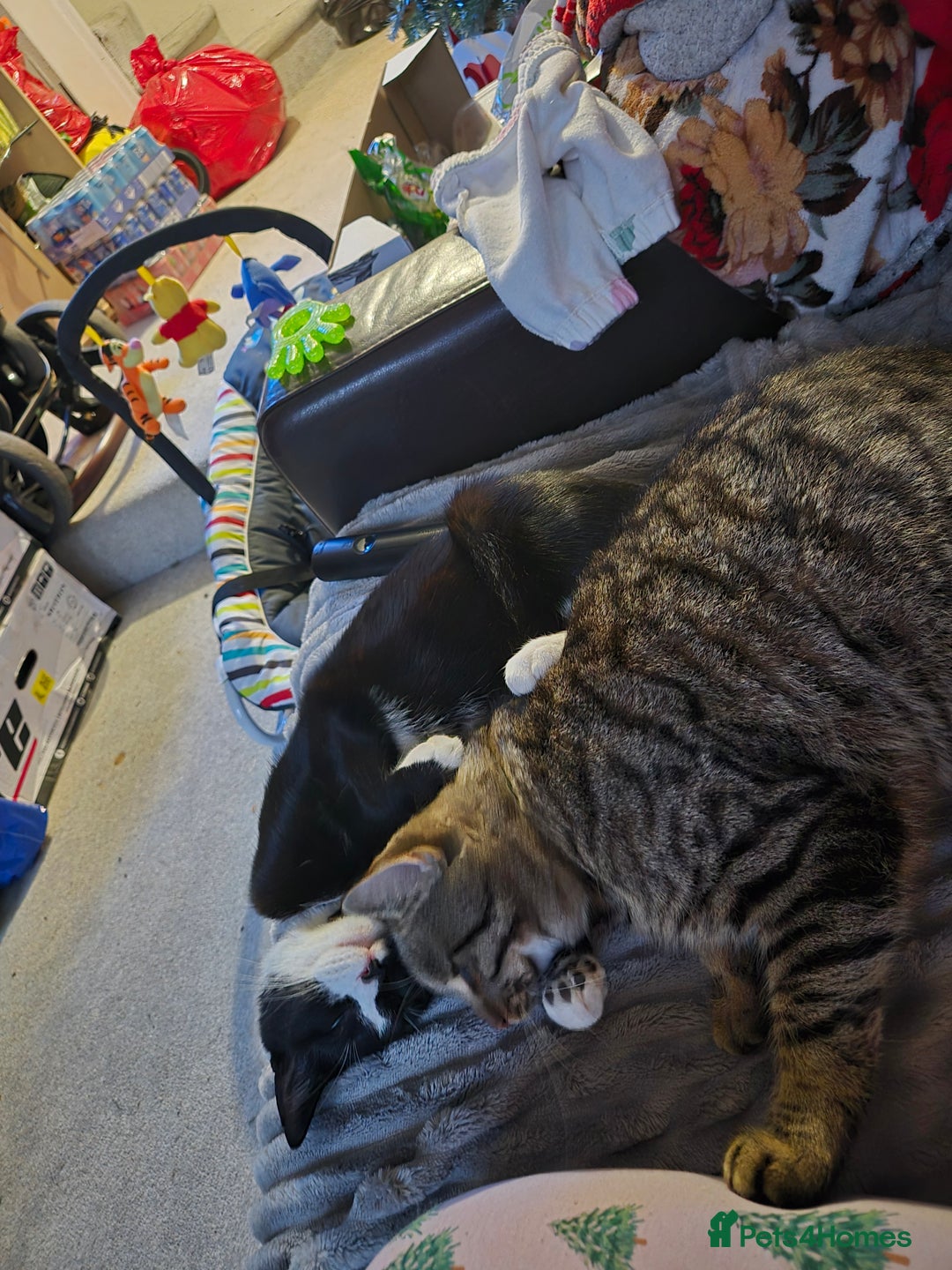 Maine Coon cats for sale: *2 cats looking for a loving home - Advert 12