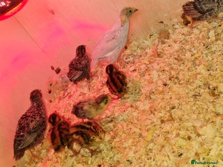 Quail poultry in Scunthorpe - Advert 30