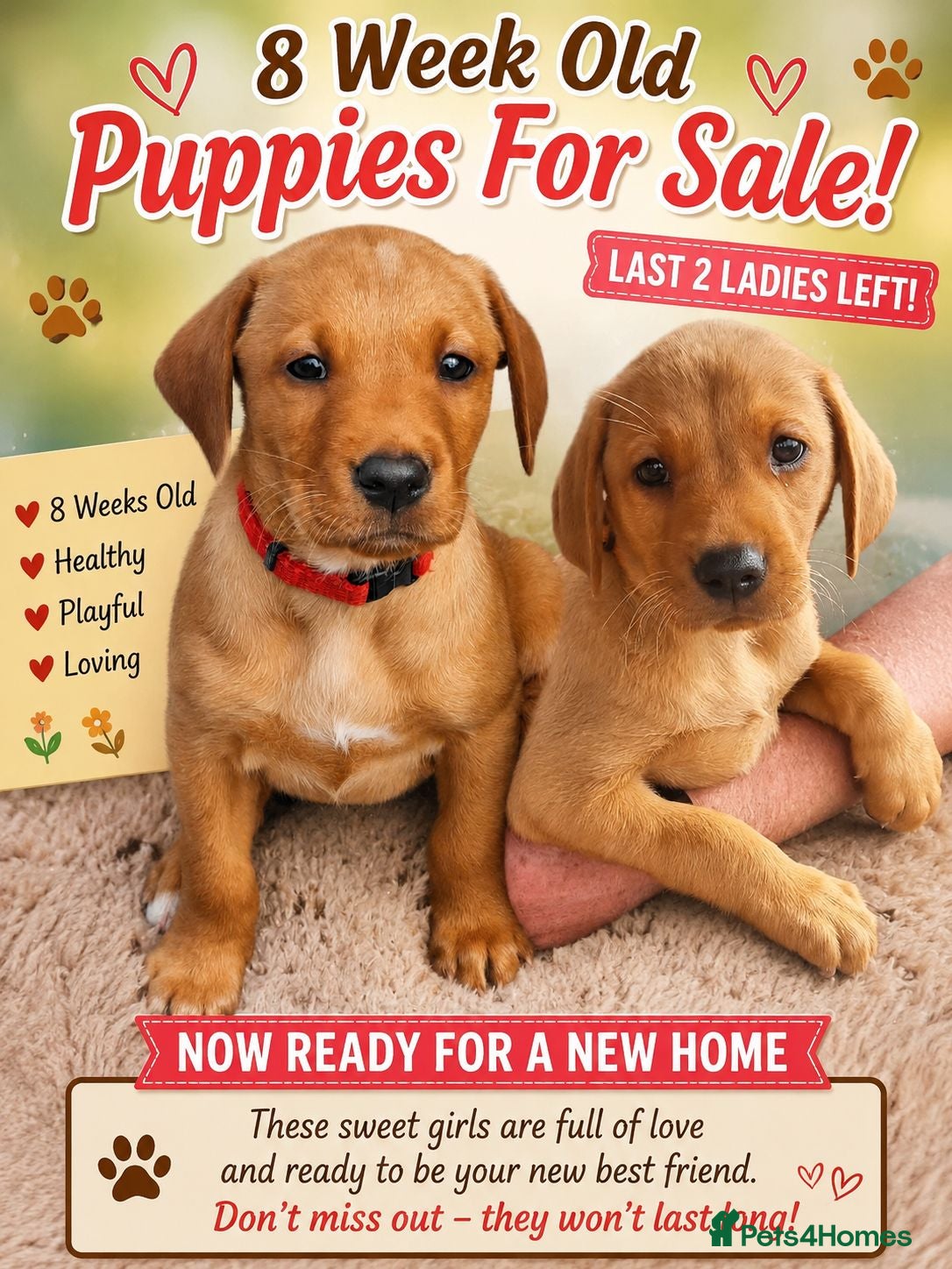 Labrador Retriever dogs 2 Fox Red girl puppies left.Available now 🥰 - Advert 1