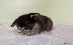 Rex rabbits for sale: Mini Rex's ‼️NOW AVAILABLE ‼️ 9 weeks old  - Advert 20