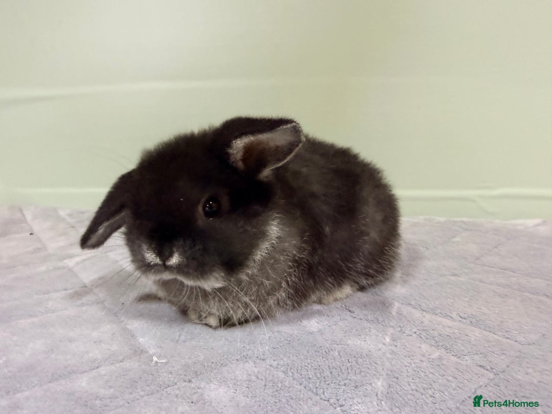 Rex rabbits for sale: Mini Rex's ‼️NOW AVAILABLE ‼️ 9 weeks old  - Advert 20