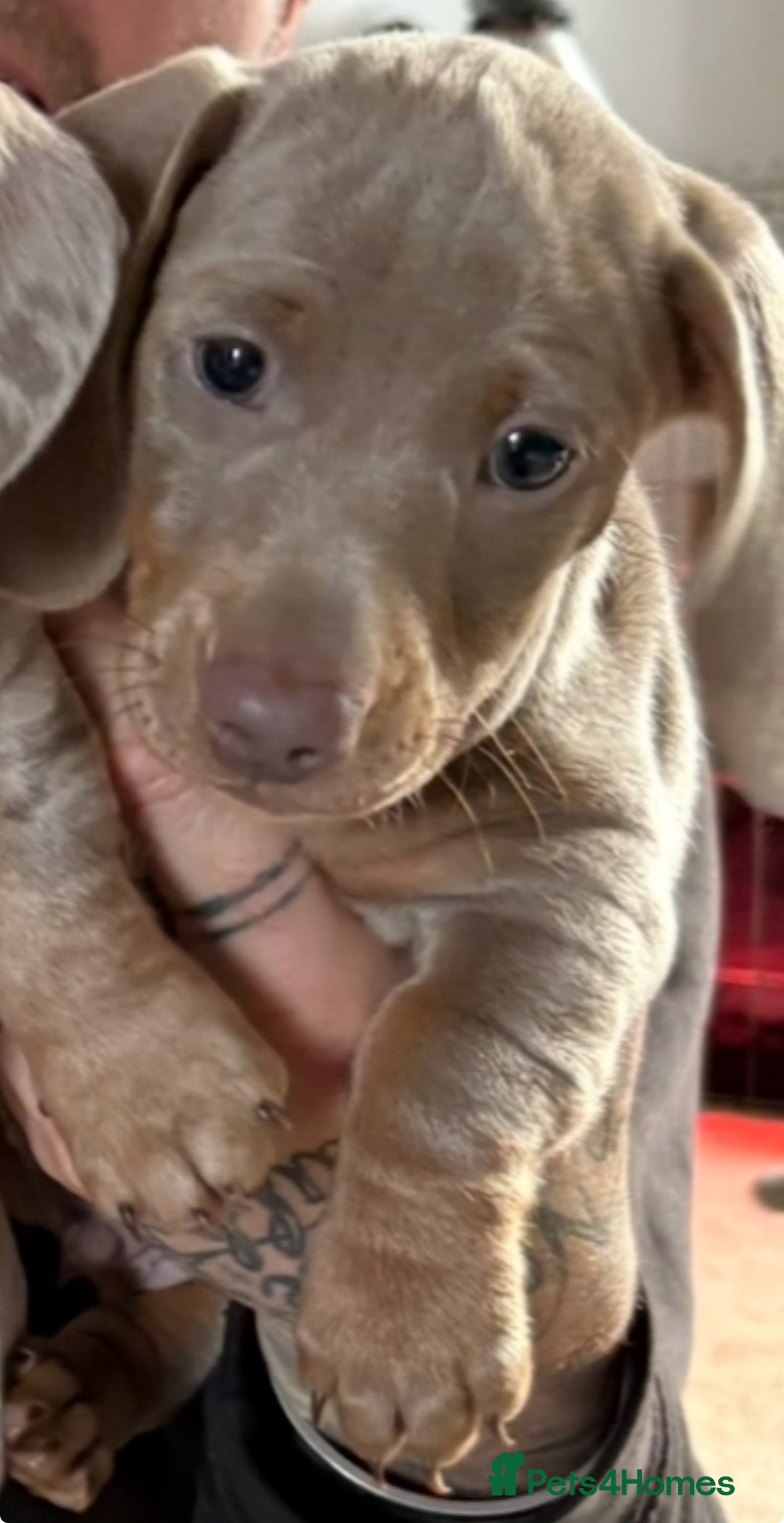 Miniature Dachshund dogs for sale: Stunning Miniature dachshund last boy left  - Advert 2