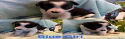 Border Collie dogs for sale: Boarder Collie puppies looking for active homes in Worcester - Advert 19