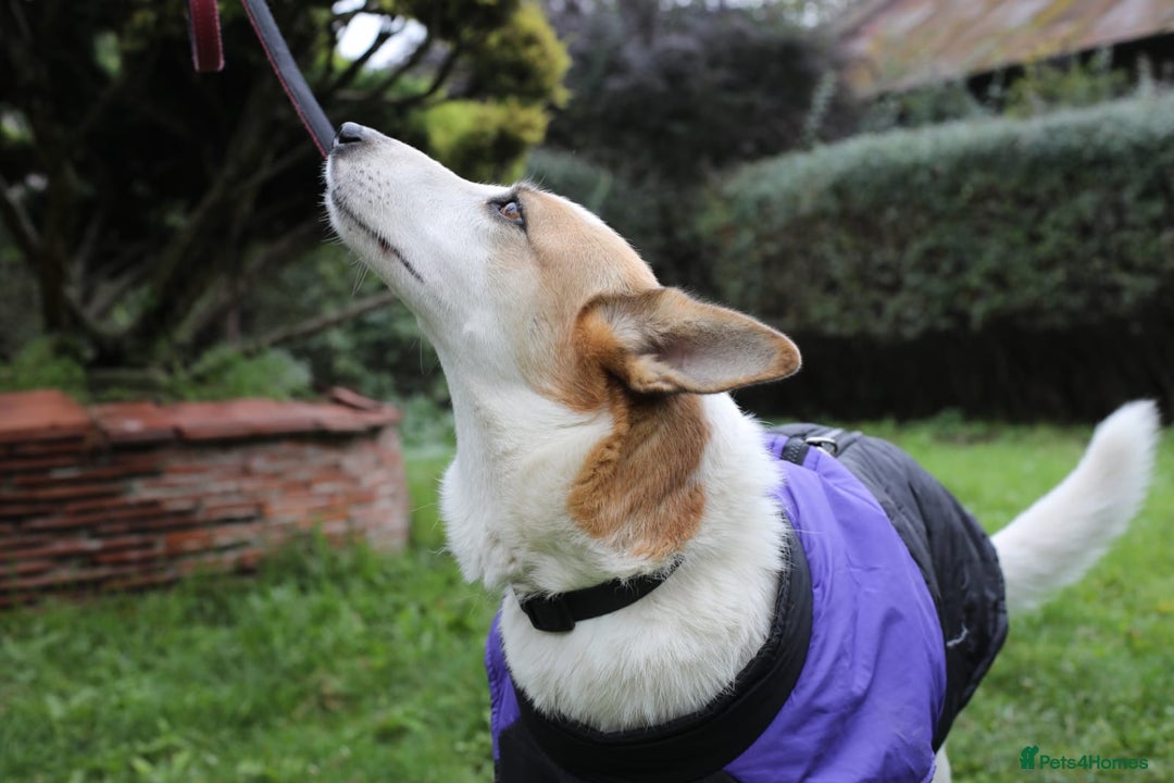 Mixed Breed dogs for adoption: 💖🐶 ALAYA 🐶💖 - Image 31