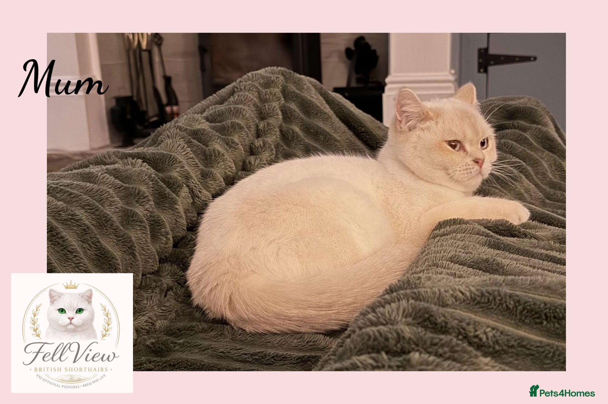 British Shorthair cats Exceptional Golden British Shorthair Kittens - Advert 1