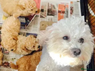 Poochon dogs Poochon girl pups - Advert 13