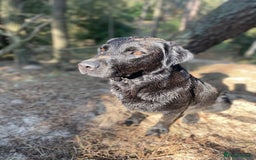Labrador Retriever dogs for sale: Beautiful litter of Labradors - Image 12