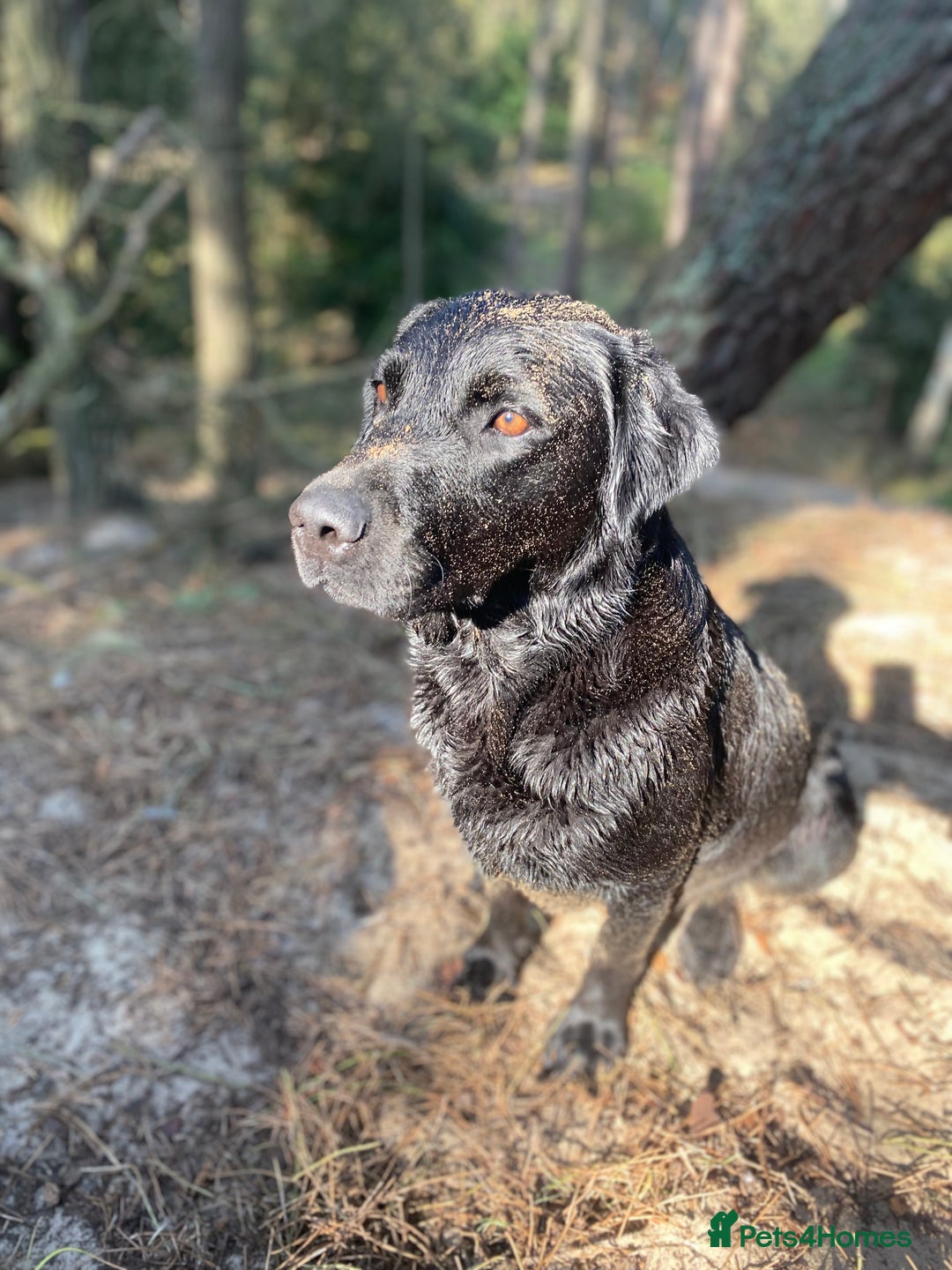 Labrador Retriever dogs for sale: Beautiful litter of Labradors - Image 12