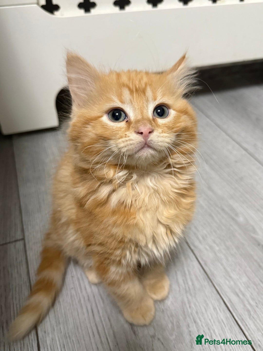 Mixed Breed cats for sale: Mixed kitten breed - Advert 6