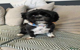 Mixed Breed dogs for adoption:  Meet Zola & Layla – The Perfect Little Pair - Image 4