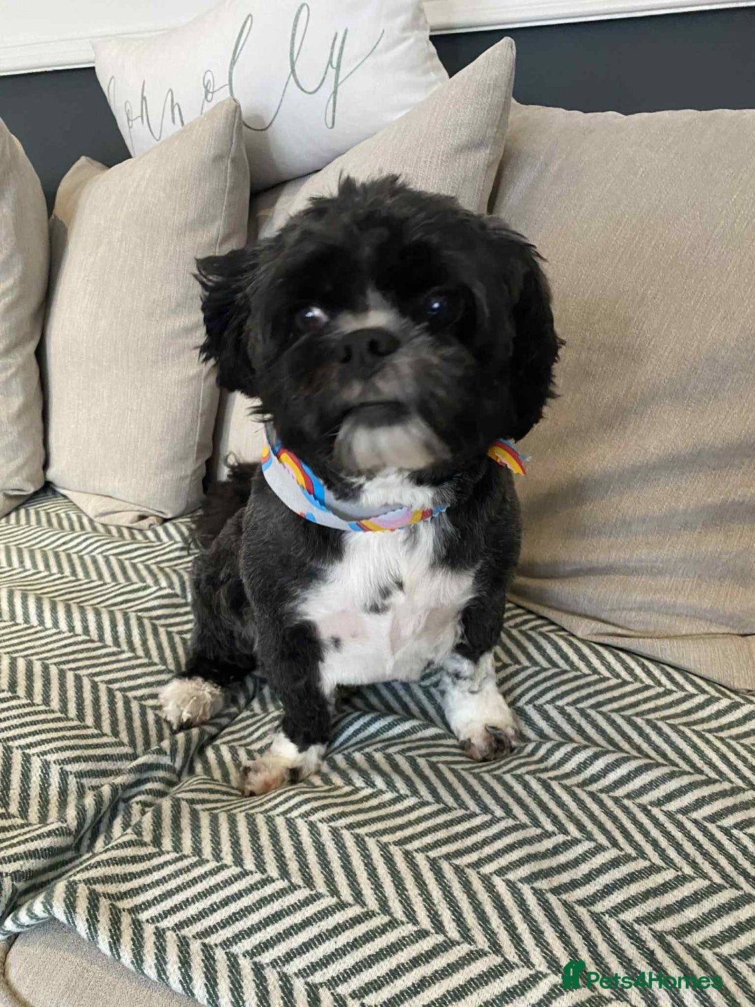 Mixed Breed dogs for adoption:  Meet Zola & Layla – The Perfect Little Pair - Image 4