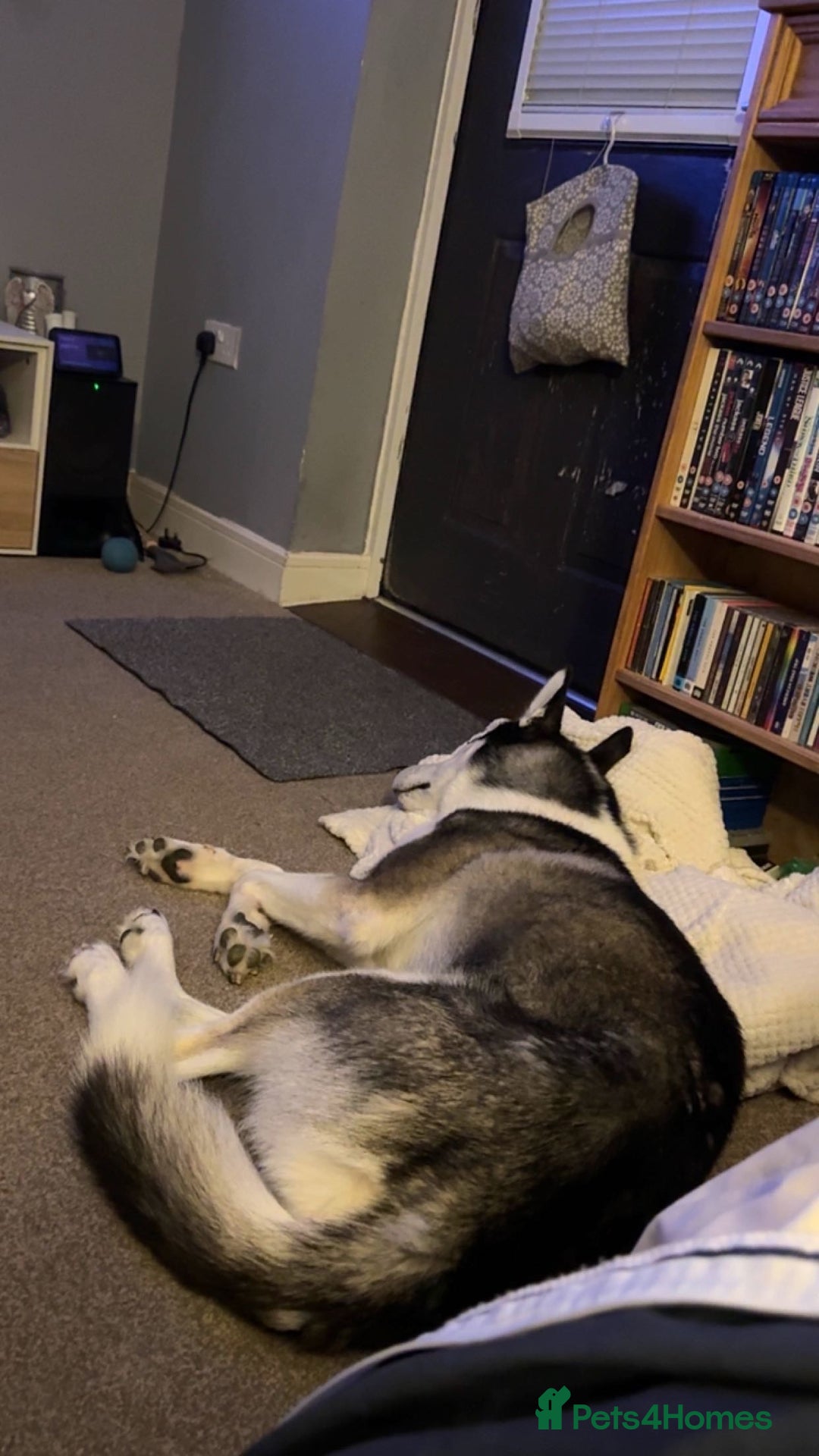 Siberian Husky dogs for sale: Siberian Husky - Advert 5