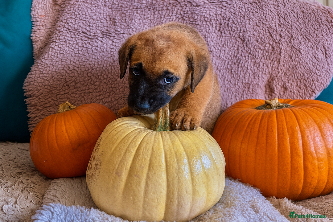 Mixed Breed dogs for sale: St berdoodle x Labrador puppies for forever homes  - Image 3