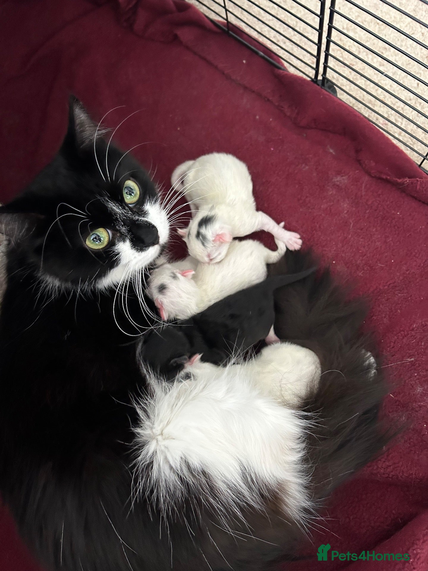 Mixed Breed cats 3 gorgeous Kittens for sale  - Advert 1