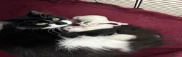 Mixed Breed cats for sale: 3 gorgeous Kittens for sale  - Advert 1