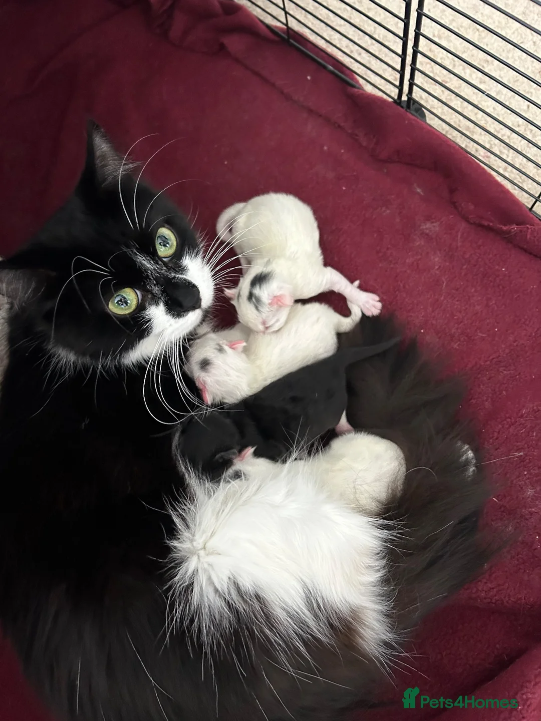 Mixed Breed cats for sale: 3 gorgeous Kittens for sale  - Advert 1