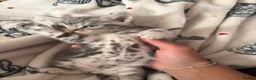 Egyptian Mau cats for sale: beautiful egyptian Mau kittens  in Chelmsford - Advert 9