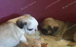 Pug dogs for sale: PUG PUPPIES - Image 1