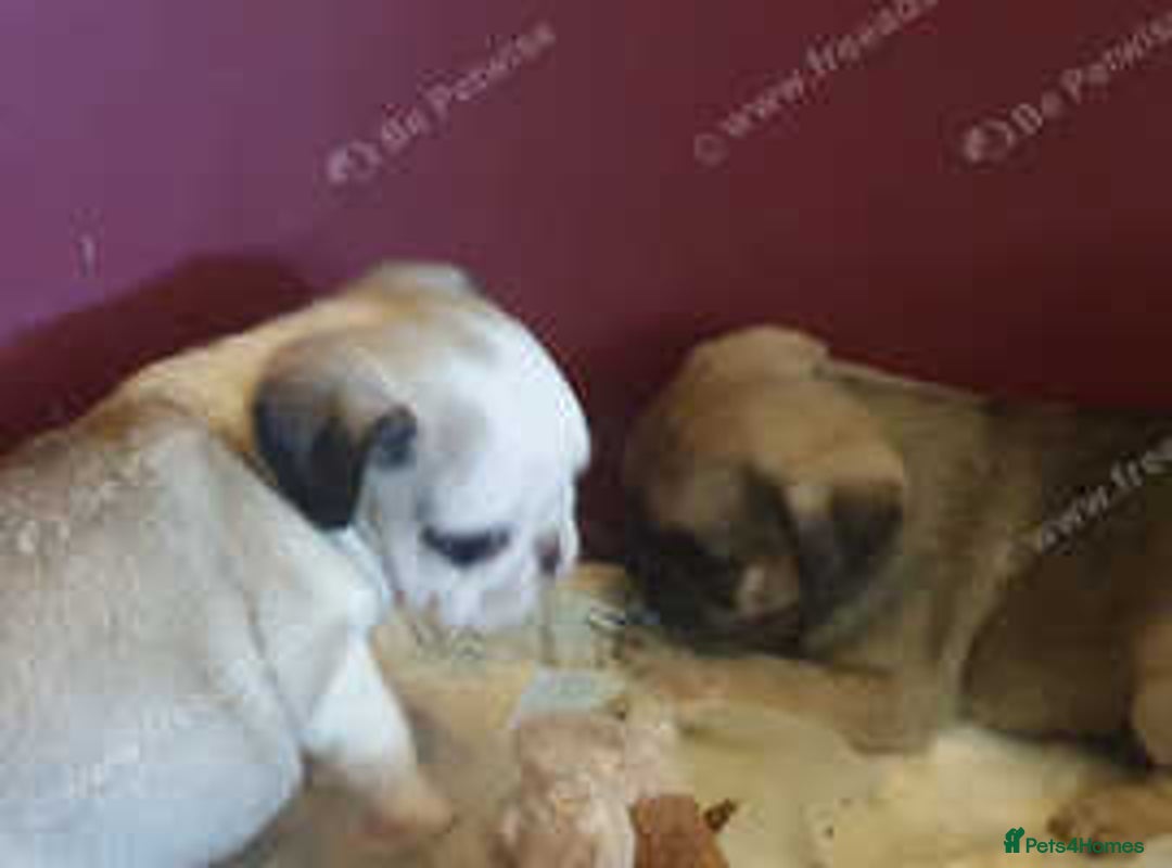 Pug dogs for sale: PUG PUPPIES - Image 1
