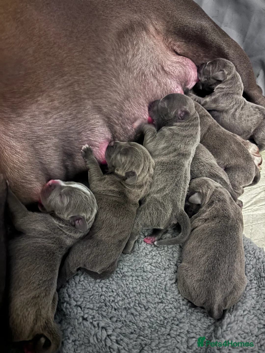 Staffordshire Bull Terrier dogs for sale: Beautiful blue Staffy pups  - Advert 3