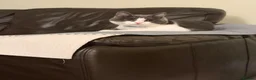 British Shorthair cats for sale: Beautiful 8-Month-Old Male British Shorthair - Advert 3